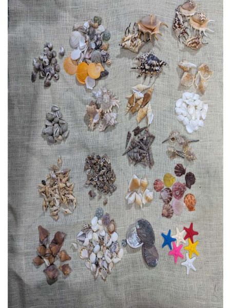 natural shell conch sea star aquarium landscaping micro landscape accessories diy handmade shell material