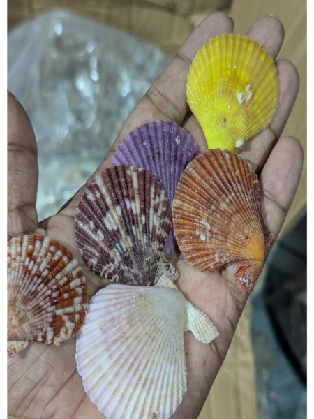 Colorful scallop